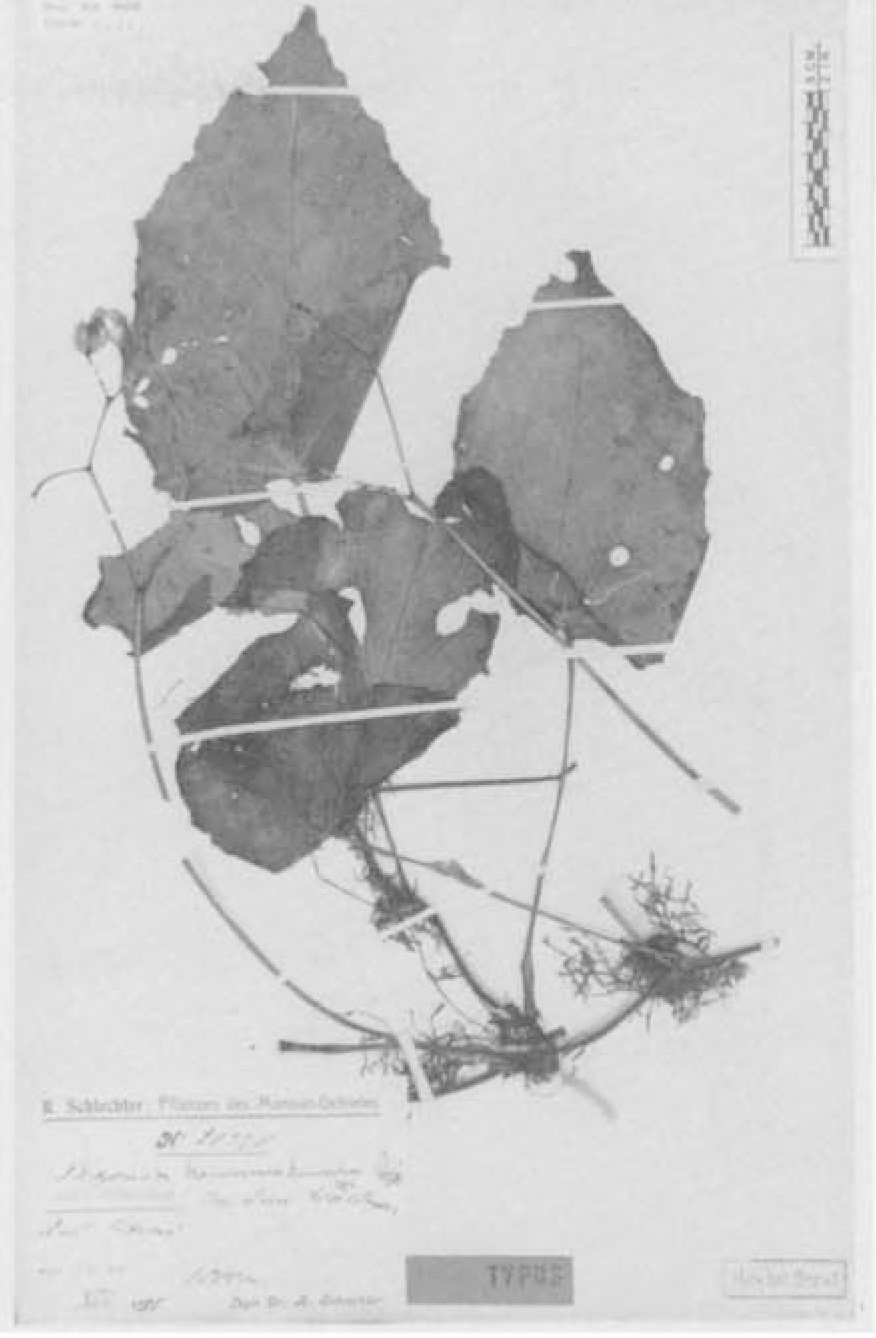 B. kaniensis